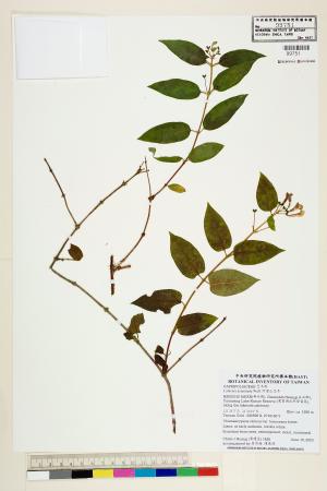 <a href="https://brmas.openmuseum.tw/muse/digi_object/597cfcd99de20e6eefcd7cc379436579" target="_blank">阿里山忍冬／中央研究院生物多樣性研究博物館植物標本館 (HAST)</a>