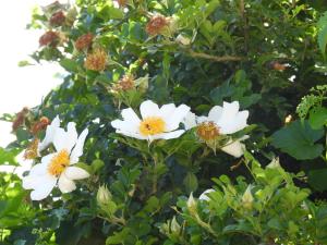 <a href="https://taieol.tw/muse/digi_object/11f65f591d01af5b54beb73fd1790252" target="_blank">琉球野薔薇／By：chenshu／iNaturalist</a>