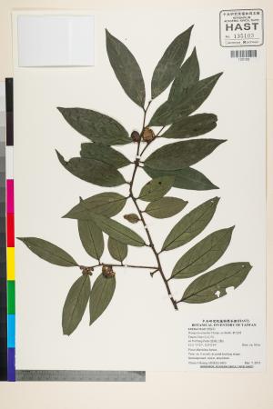 <a href="https://brmas.openmuseum.tw/muse/digi_object/599087cb367253015dbf50dfd6d5f7f9" target="_blank">軟毛柿／中央研究院生物多樣性研究博物館植物標本館 (HAST)</a>