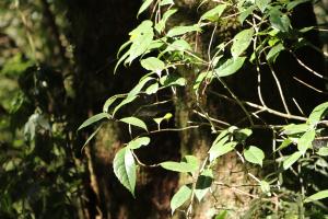 <a href="https://taieol.tw/muse/digi_object/0068da1aa59d21fc819d9edac2479e94" target="_blank">華八仙／By：huanghuai／iNaturalist</a>
