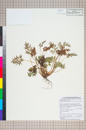 <a href="https://brmas.openmuseum.tw/muse/digi_object/59bcbe702f82bdd6772fbebb910c07a9" target="_blank">高山珠蕨／中央研究院生物多樣性研究博物館植物標本館 (HAST)</a>