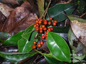 <a href="https://taieol.tw/muse/digi_object/c64111b33bfdaf740c22aa5817033ca9" target="_blank">鐵冬青／By：cyst007／iNaturalist</a>