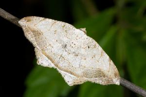 060518 四崁水 暗邊截翅尺蛾 Oxymacaria temeraria Swinhoe, 1891_800ori