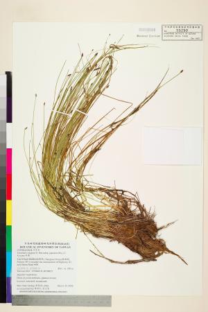 <a href="https://brmas.openmuseum.tw/muse/digi_object/59d2ddc3cea27e500a447688c604049b" target="_blank">針藺／中央研究院生物多樣性研究博物館植物標本館 (HAST)</a>