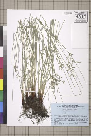 <a href="https://brmas.openmuseum.tw/muse/digi_object/59d5270de55ce4d2d0bff55ad7aaaa7b" target="_blank">燈心草屬／中央研究院生物多樣性研究博物館植物標本館 (HAST)</a>