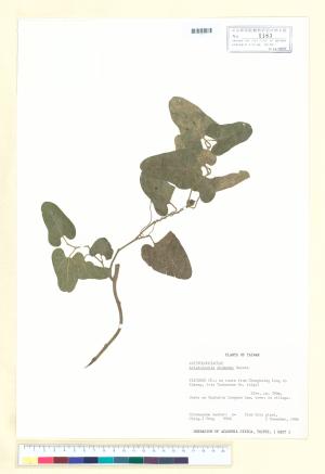 <a href="https://brmas.openmuseum.tw/muse/digi_object/59e3443d537bd02d174452d6a8974d28" target="_blank">台灣馬兜鈴／中央研究院生物多樣性研究博物館植物標本館 (HAST)</a>