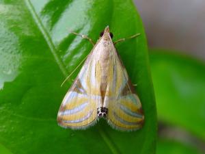 <a href="https://taieol.tw/muse/digi_object/372cce043932b125ef99ebe6d90fa89e" target="_blank">Talanga sexpunctalis／By：Hsiengan Huang／臺灣物種名錄(TaiCOL)</a>