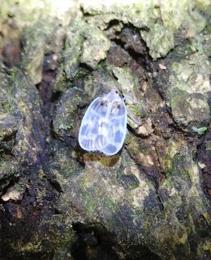 <a href="https://taieol.tw/muse/digi_object/be5056ad9e27d94222ea829ea698b066" target="_blank">Borysthenes maculatus／By：chengshou／iNaturalist</a>