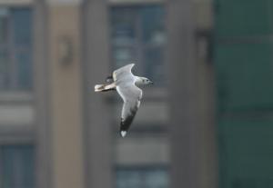 <a href="https://taieol.tw/muse/digi_object/b2923b9d8e78cc263ec26f5cd4ba209d" target="_blank">歐亞海鷗／By：蕭世輝／臺灣物種名錄(TaiCOL)</a>