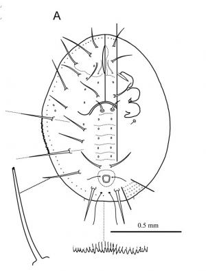 Aleurocanthus woglumi  Ashby, 1915