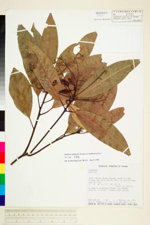 <a href="https://brmas.openmuseum.tw/muse/digi_object/5a1d54d6f76d115cebe5c25ba024d4da" target="_blank">青葉楠／中央研究院生物多樣性研究博物館植物標本館 (HAST)</a>