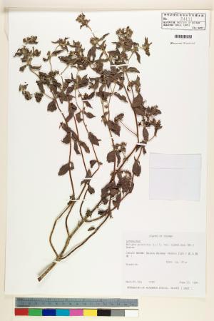 <a href="https://brmas.openmuseum.tw/muse/digi_object/5a2eb45069c804c636f31a72ed8a4921" target="_blank">鱧腸／中央研究院生物多樣性研究博物館植物標本館 (HAST)</a>