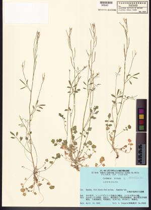 <a href="https://brmas.openmuseum.tw/muse/digi_object/5a35ad25ad5bca76cf7f6a485dccfae0" target="_blank">台灣碎米薺／中央研究院生物多樣性研究博物館植物標本館 (HAST)</a>
