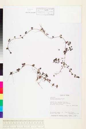 <a href="https://brmas.openmuseum.tw/muse/digi_object/5a47857f890d8a59562c72fa606e2684" target="_blank">黑果深柱夢草／中央研究院生物多樣性研究博物館植物標本館 (HAST)</a>