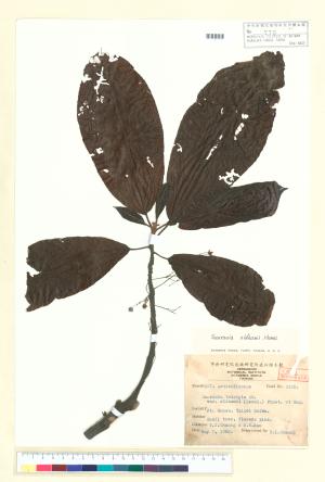 <a href="https://brmas.openmuseum.tw/muse/digi_object/5a61a7135bc711ef75ed90ce01fd4653" target="_blank">水冬哥／中央研究院生物多樣性研究博物館植物標本館 (HAST)</a>