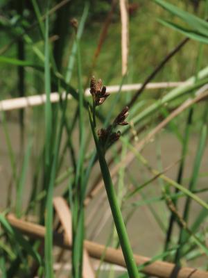 <a href="https://taieol.tw/muse/digi_object/46ab50915438310577ce7c92fd50a051" target="_blank">莞／By：chiuluan／iNaturalist</a>