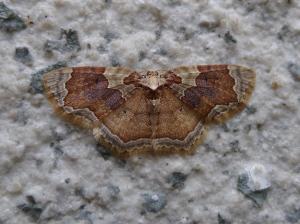 <a href="https://taieol.tw/muse/digi_object/6cb0a187b71542988373a81d1065898d" target="_blank">Palpoctenidia phoenicosoma semilauta／By：Hsiengan Huang／臺灣物種名錄(TaiCOL)</a>