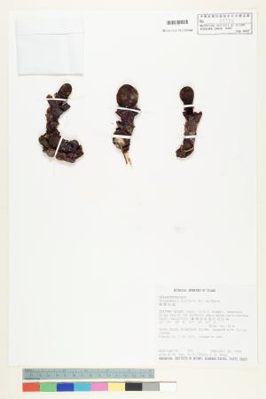 <a href="https://brmas.openmuseum.tw/muse/digi_object/5a74341ff1efb00f25450901e0a249ef" target="_blank">粗穗蛇菰／中央研究院生物多樣性研究博物館植物標本館 (HAST)</a>