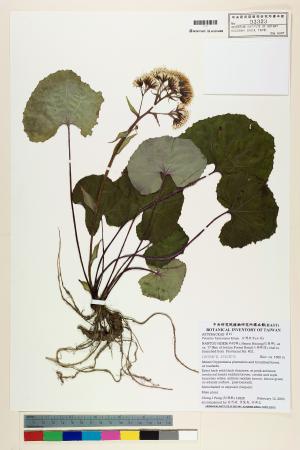 <a href="https://brmas.openmuseum.tw/muse/digi_object/5a754a448258ef988c717a4258b1f7b6" target="_blank">台灣款冬(山菊)／中央研究院生物多樣性研究博物館植物標本館 (HAST)</a>