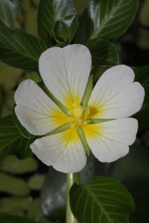 白花水龍-Onagraceae柳葉菜科-水丁香屬-Ludwigia adscendens-20090703~04宜蘭家-雙子葉-IMG_5586