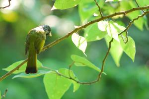 20100517 白環鸚嘴鵯@鳥松濕地 006