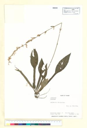 <a href="https://brmas.openmuseum.tw/muse/digi_object/5aa13b82907fc6ab444ad30a17494d86" target="_blank">鬼督郵屬／中央研究院生物多樣性研究博物館植物標本館 (HAST)</a>