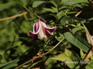 <a href="https://taieol.tw/muse/digi_object/34985bce55530dd1f924102c469aca60" target="_blank">小木通／By：chinaberryhuang／iNaturalist</a>