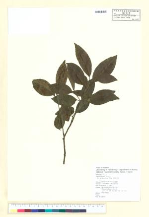<a href="https://brmas.openmuseum.tw/muse/digi_object/5ab3acc8cffc6cb1f23889f6982c6fa7" target="_blank">刻脈冬青／中央研究院生物多樣性研究博物館植物標本館 (HAST)</a>