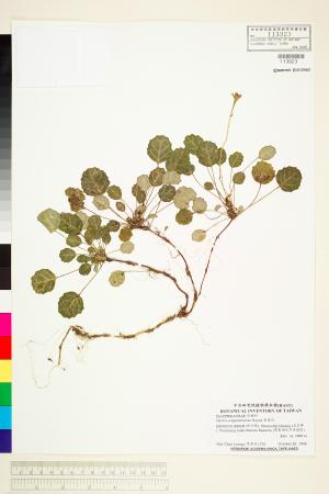 <a href="https://brmas.openmuseum.tw/muse/digi_object/5acb7b8ad9a02cf7ad4d15c374e4d337" target="_blank">裂緣花／中央研究院生物多樣性研究博物館植物標本館 (HAST)</a>