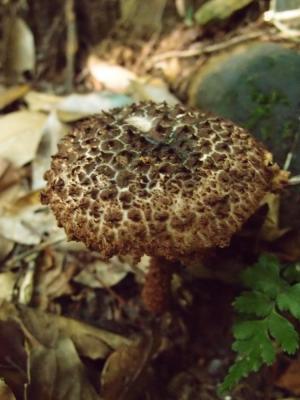 Strobilomyces confusus(混淆松塔牛肝菌)