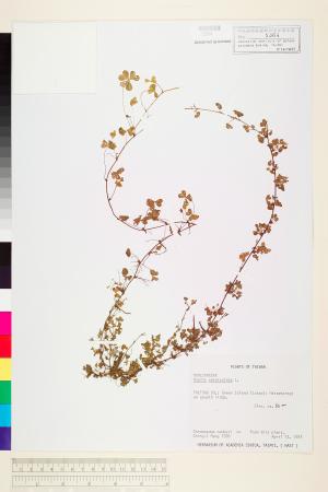 <a href="https://brmas.openmuseum.tw/muse/digi_object/5b127dd62c04442e179608dec26cd9df" target="_blank">酢漿草／中央研究院生物多樣性研究博物館植物標本館 (HAST)</a>