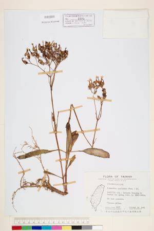 <a href="https://brmas.openmuseum.tw/muse/digi_object/5b1bb591f7b34013d6fbd6d2cbb7574f" target="_blank">倒吊蓮／中央研究院生物多樣性研究博物館植物標本館 (HAST)</a>