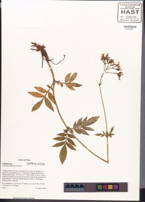 <a href="https://brmas.openmuseum.tw/muse/digi_object/5b298d6aa1fec877b849a650f392a402" target="_blank">纈草／中央研究院生物多樣性研究博物館植物標本館 (HAST)</a>