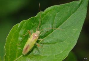 Creontiades bipunctatus Poppius, 1915 