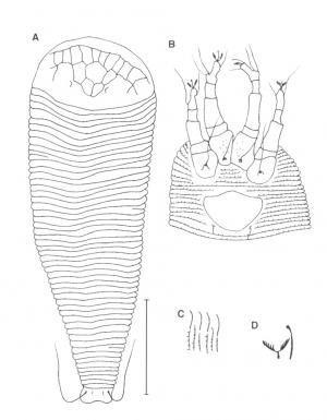 Diptilomiopus elliptus Huang, 2001