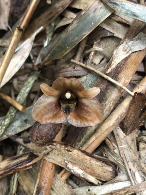 <a href="https://taieol.tw/muse/digi_object/3c9826152f55310263d1fc67dbbaad4d" target="_blank">冬赤箭／By：pennywang／iNaturalist</a>