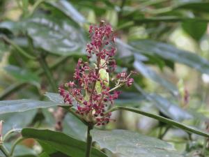 <a href="https://taieol.tw/muse/digi_object/da9d87b87f5b6b14317ef0d2cb0150f1" target="_blank">東瀛珊瑚／By：naturalist14740／iNaturalist</a>