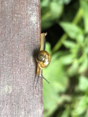 <a href="https://taieol.tw/muse/digi_object/d60fda6be9ccd02b2c1d7535ca8d46b8" target="_blank">小玉蝸牛／By：ahan88／iNaturalist</a>