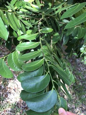 <a href="https://taieol.tw/muse/digi_object/04ba51ad8d6597ec277ee96dbb164649" target="_blank">鐵色／By：jenkay33／iNaturalist</a>