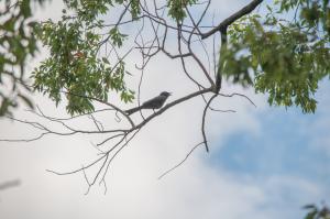 <a href="https://taieol.tw/muse/digi_object/5cf4f8ffe0e7ccdb405928edd3fcd066" target="_blank">大卷尾／By：rickyp／iNaturalist</a>