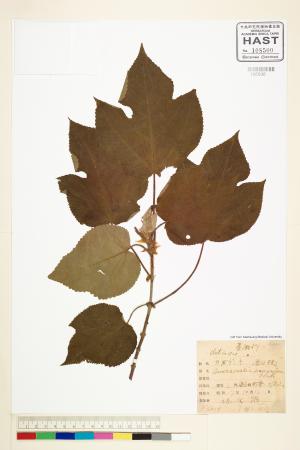 <a href="https://brmas.openmuseum.tw/muse/digi_object/5b7106b1a5bf6e6fc9e4181a0923a9e7" target="_blank">構樹／中央研究院生物多樣性研究博物館植物標本館 (HAST)</a>