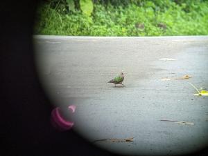 <a href="https://taieol.tw/muse/digi_object/76c4915ffd5ae71af1beef30338d9c62" target="_blank">翠翼鳩／By：bestbilly／iNaturalist</a>