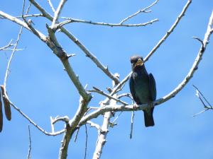 <a href="https://taieol.tw/muse/digi_object/e726c5ee40ec7f58636dd67aa568b09f" target="_blank">佛法僧／By：abujudy／iNaturalist</a>