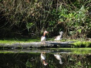 <a href="https://taieol.tw/muse/digi_object/ecbbb98f13cbb3bf345cd2dea8fcb48f" target="_blank">鴛鴦／By：pchi45／iNaturalist</a>