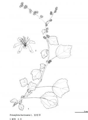 <a href="https://taieol.tw/muse/digi_object/015935f6ca4c2c0fed2c5dbac9a1557a" target="_blank">垂桉草／By：金門植物誌／金門國家公園管理處</a>