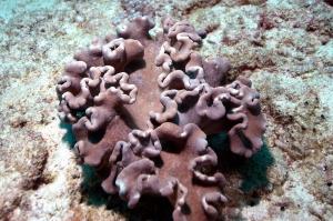 小突肉質軟珊瑚