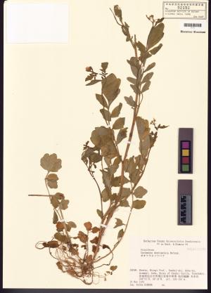 <a href="https://brmas.openmuseum.tw/muse/digi_object/5bd77f1639a9ad013eac0e2a3ea5bfb3" target="_blank">碎米薺屬／中央研究院生物多樣性研究博物館植物標本館 (HAST)</a>