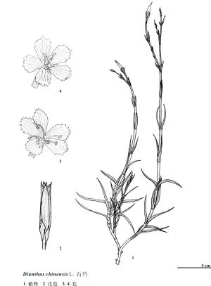<a href="https://taieol.tw/muse/digi_object/167211151c5e6fb7781ac6cb5c698f75" target="_blank">石竹／By：金門植物誌／金門國家公園管理處</a>