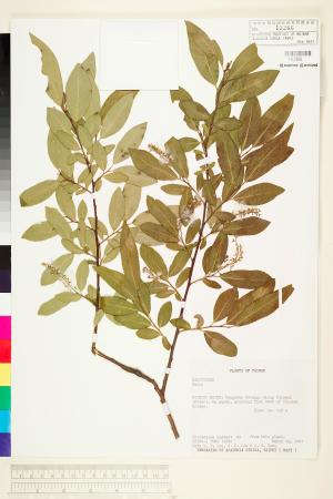 <a href="https://brmas.openmuseum.tw/muse/digi_object/5bef994e0510512f6b59e1f48b172b1a" target="_blank">柳屬／中央研究院生物多樣性研究博物館植物標本館 (HAST)</a>