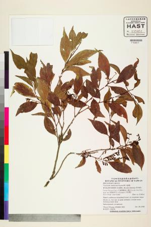 <a href="https://brmas.openmuseum.tw/muse/digi_object/5bf835842b03ff82a6f18b9f83f84d3b" target="_blank">巒大越橘／中央研究院生物多樣性研究博物館植物標本館 (HAST)</a>